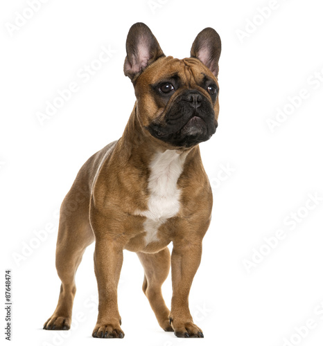 French Bulldog standing in front of a white background © Eric Isselée