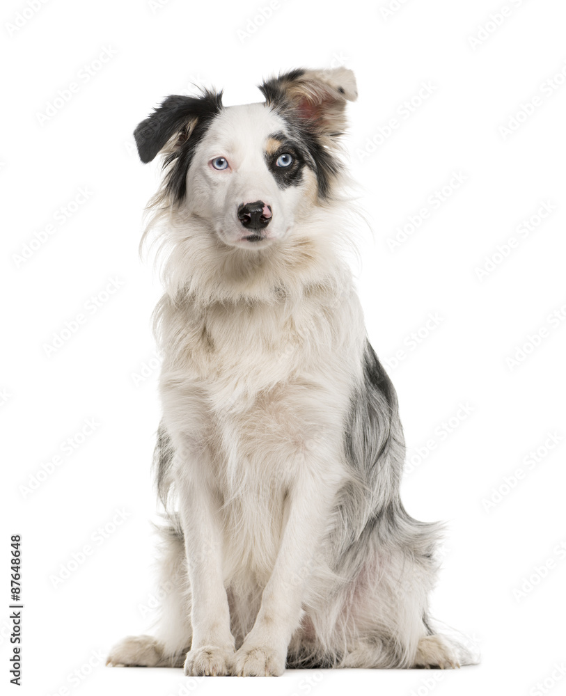 Border Collie sitting with heterochromia