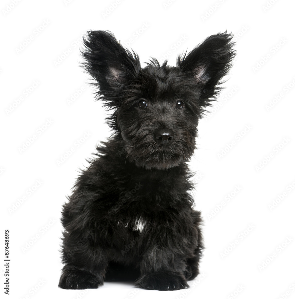 Skye Terrier puppy sitting in front of a white background