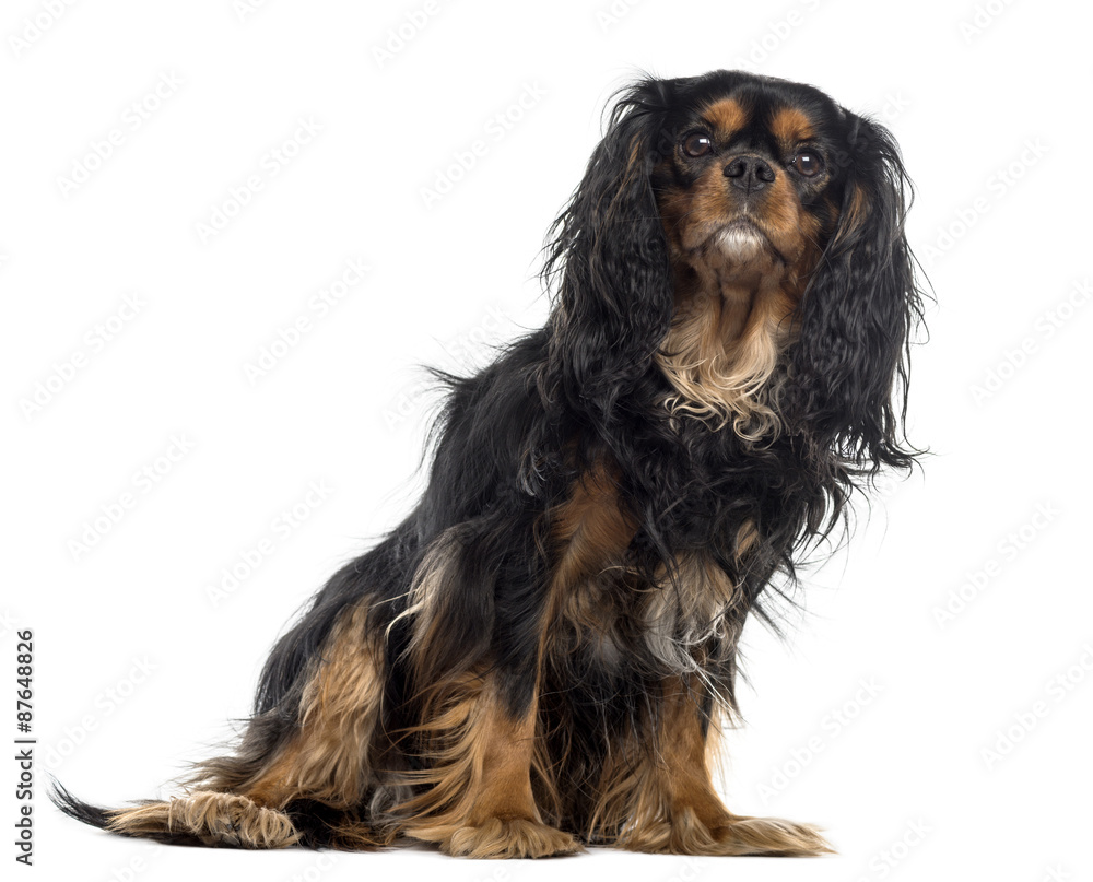 Cavalier King Charles Spaniel in front of a white background