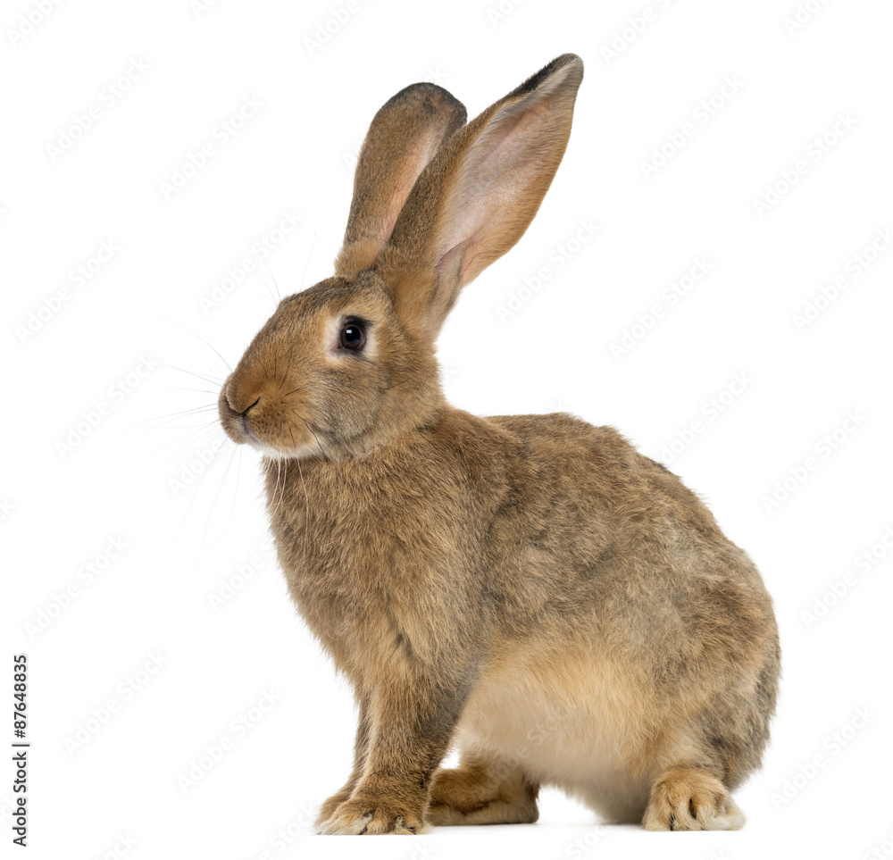 Fototapeta premium Rabbit sitting in front of a white background