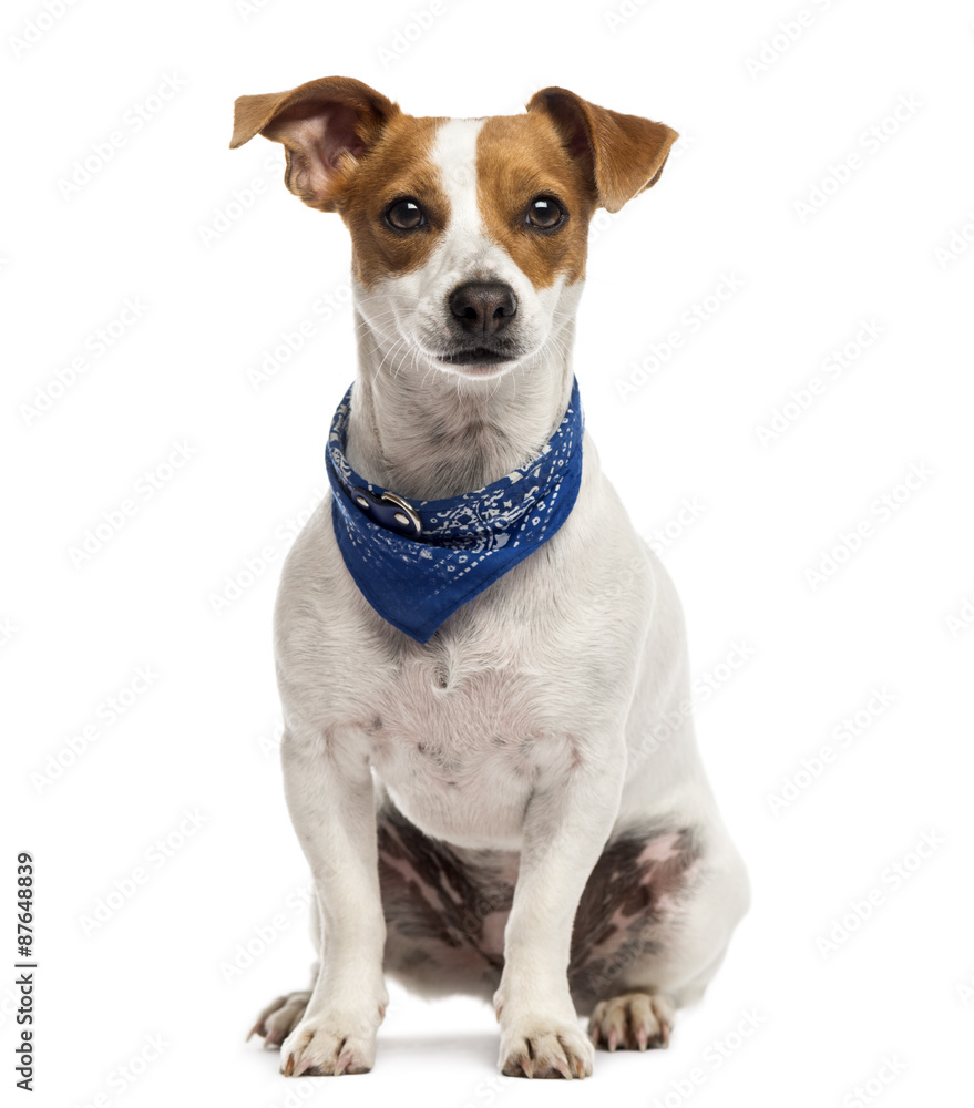 Jack Russell sitting in front of a white background