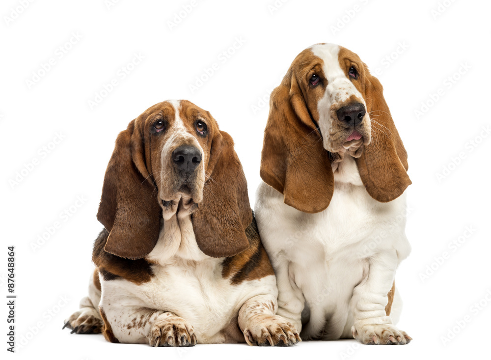 Two Basset Hounds in front of a white background