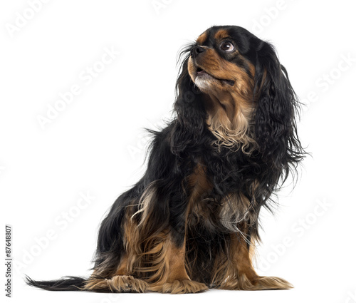 Bilde på lerret Cavalier King Charles Spaniel in front of a white background