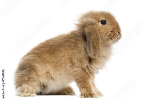 Lop Rabbit in front of a white background