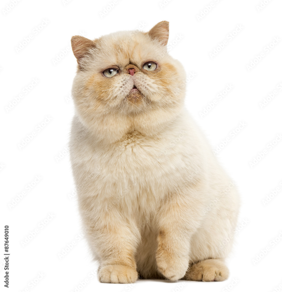 Persian sitting in front of a white background Persian sitting in front of a white background