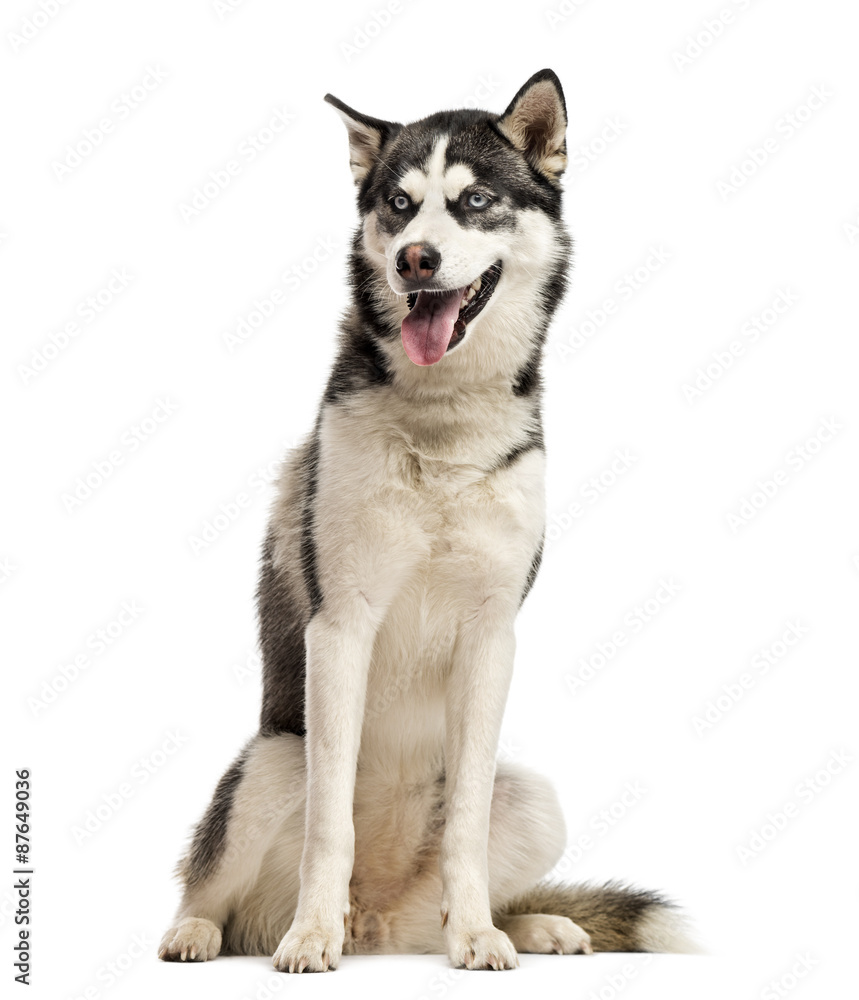 Siberian Husky sitting in front of a white background