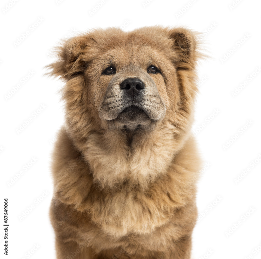 Close-up of a Chow-Chow in front of a white background