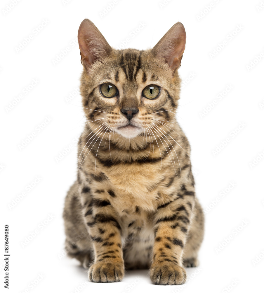 Fototapeta premium Bengal siedzi na białym tle