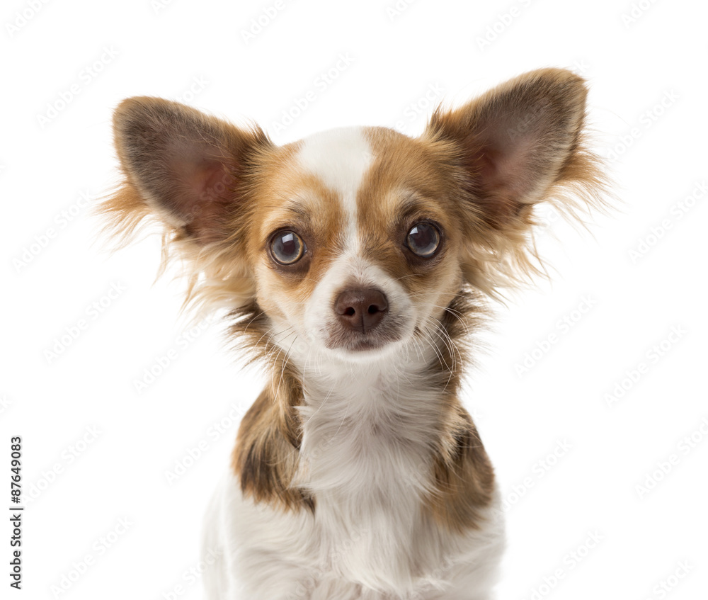 Close-up of a Chihuahua in front of a white background Close-up of a Chihuahua in front of a white background