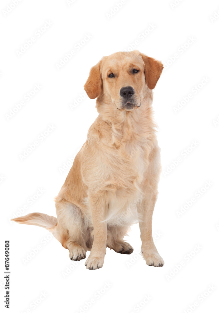 Beautiful Golden Retriever dog breed Beautiful Golden Retriever dog breed