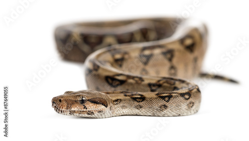 Snake in front of a white background