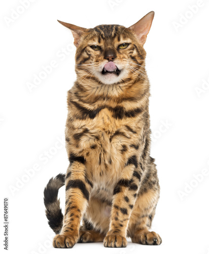 Bengal sitting and licking in front of a white background