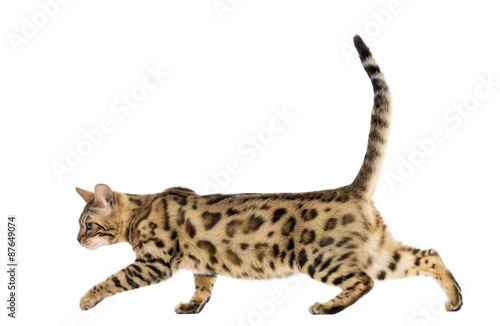Bengal walking in front of a white background