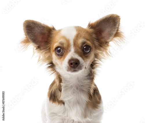 Close-up of a Chihuahua in front of a white background