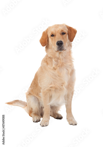 Beautiful Golden Retriever dog breed