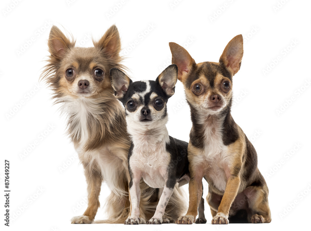 Chihuahuas sitting in front of a white background