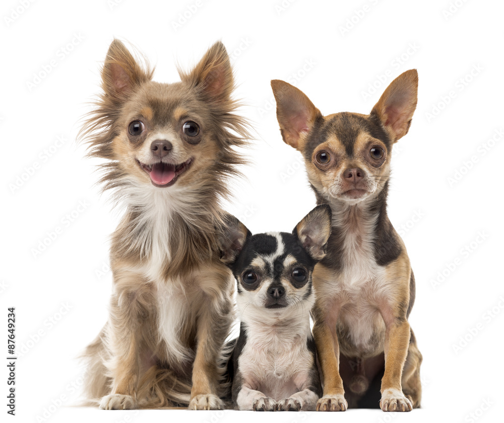 Chihuahuas sitting in front of a white background