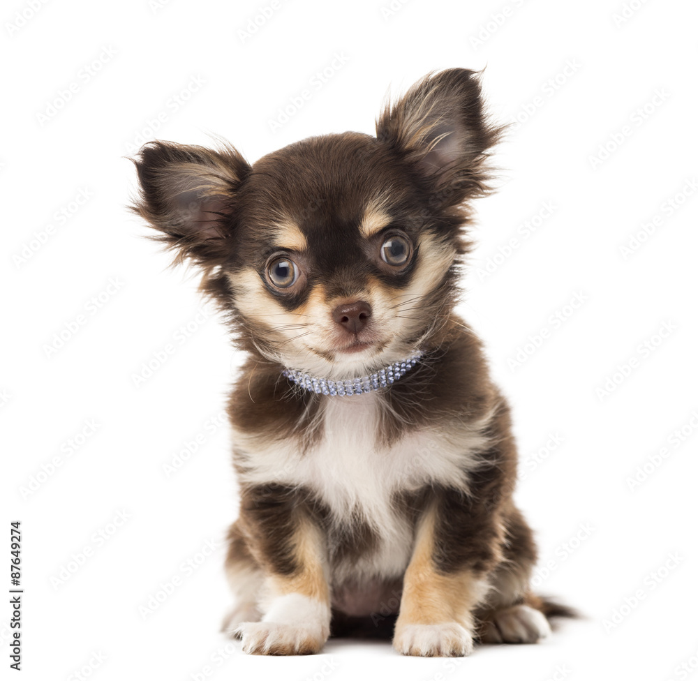 Chihuahua sitting in front of a white background Chihuahua sitting in front of a white background