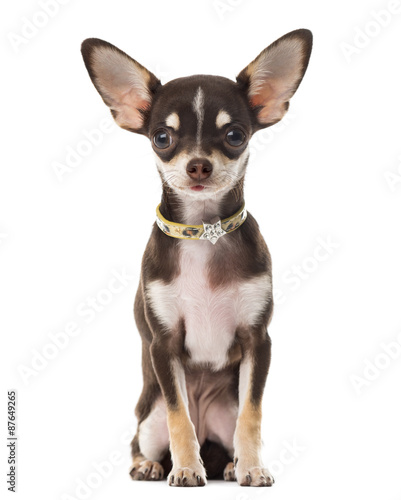 Chihuahua sitting in front of a white background