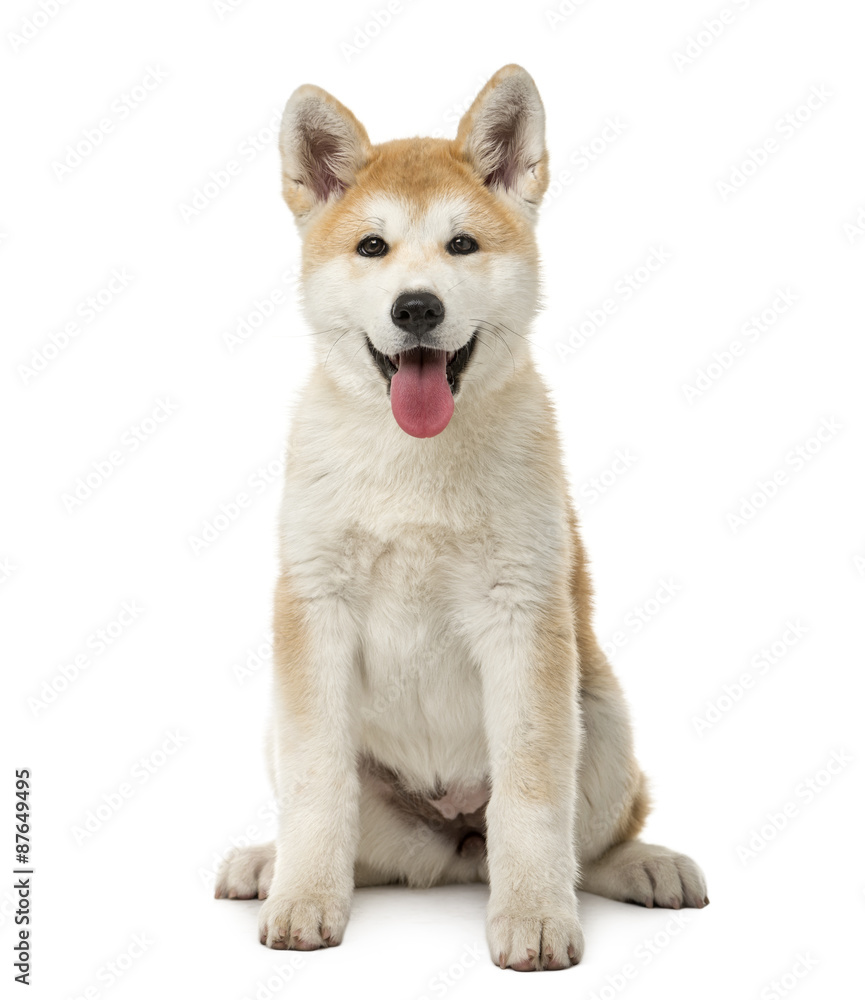 Akita Inu sitting in front of a white background