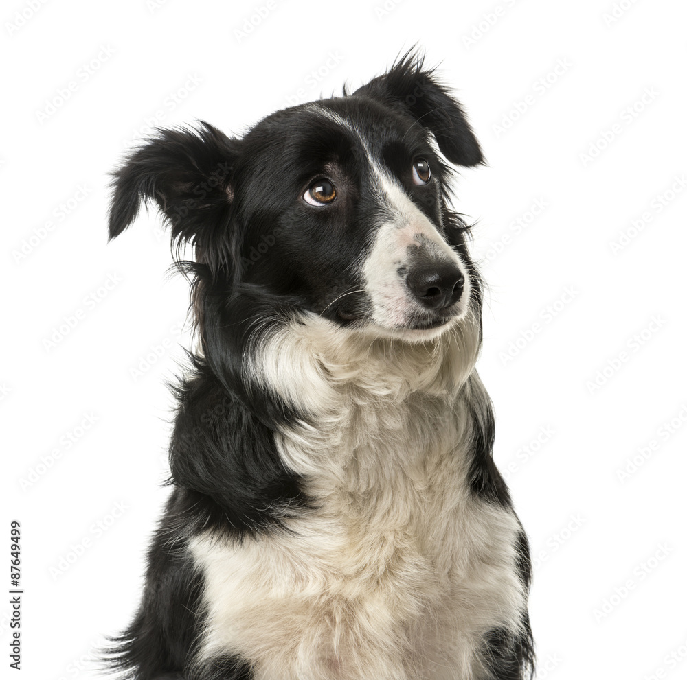 Close-up of a Border Collie in front of a white background Close-up of a Border Collie in front of a white background