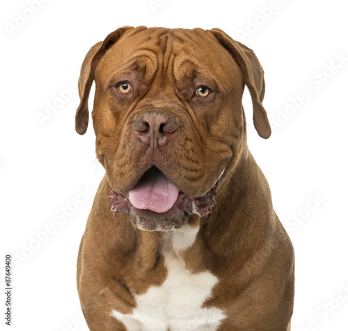 Close-up of a Dogue de Bordeaux in front of a white background