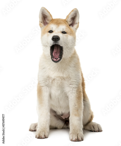 Akita Inu sitting and yawning in front of a white background