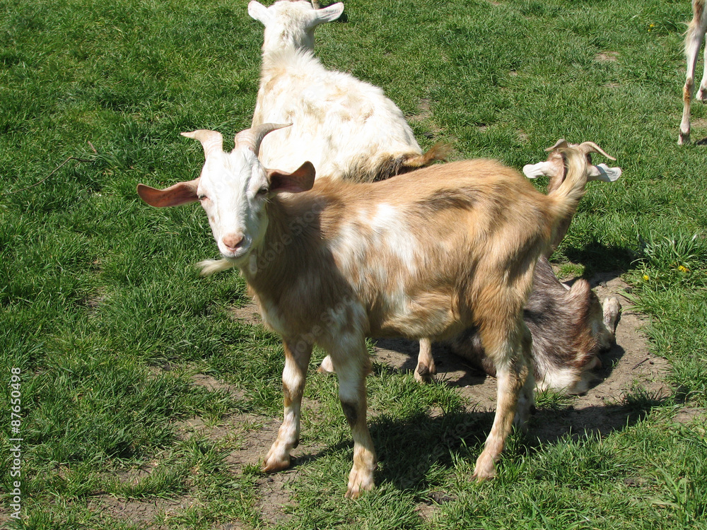 Goats Goats