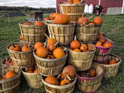 Fototapeta Naklejka Na Ścianę i Meble -  Bushels of Pumpkins