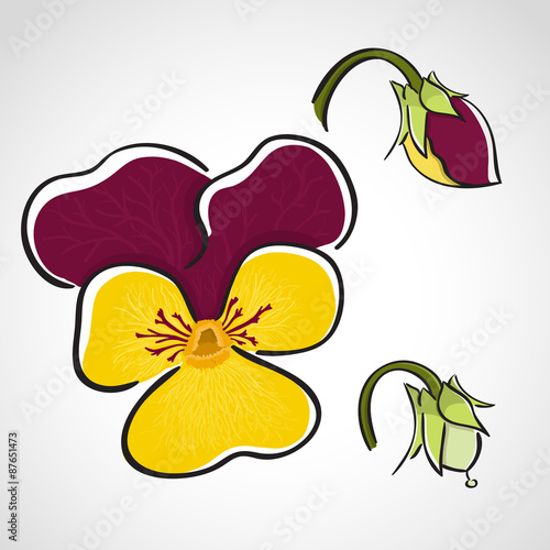 Sketch style flower set - pansy