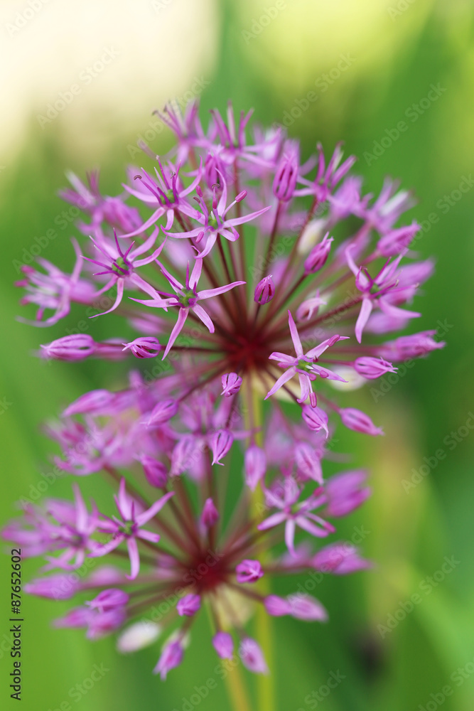 Beautiful purple spring flowers outdoors Beautiful purple spring flowers outdoors