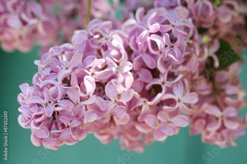 Beautiful lilac flowers outdoors