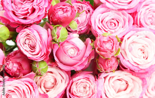 beautiful pink roses background  close up