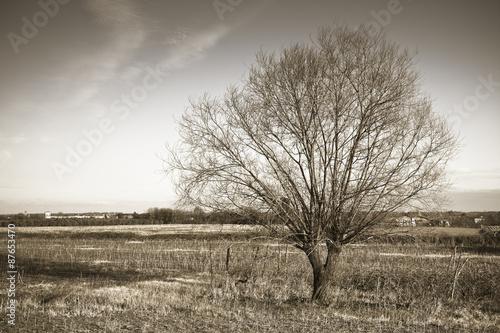 Isolated tree in a Tuscany countryside with copy space - sepia toned