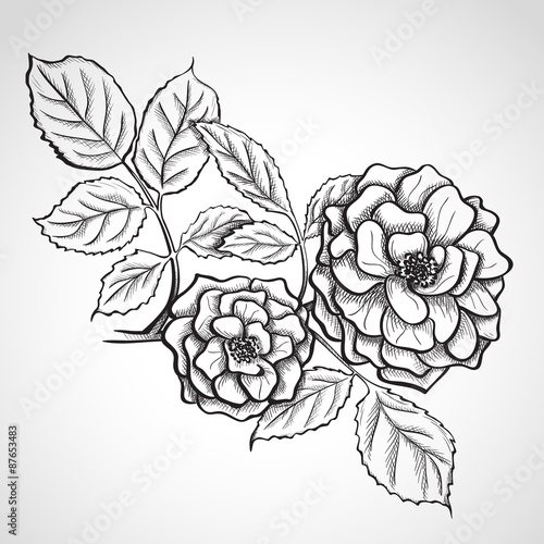 Sketch rose branch