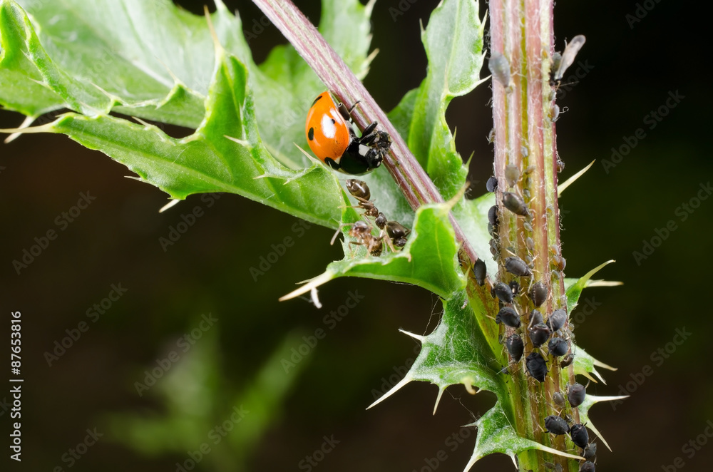Fototapeta premium Marienkäfer frisst Blattläuse