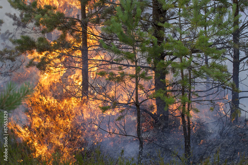 Fototapeta Naklejka Na Ścianę i Meble -  Pine forest fire. Appropriate to visualize wildfires or prescribed burning of forest in Europe and Asia:UK, Scandinavia, Russia, Baltic states, mountain forest, woods of conifers in any country.