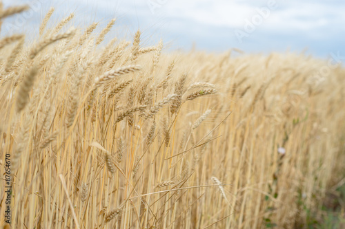 the wheat crop in a field