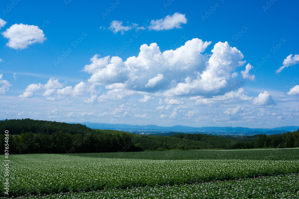 ジャガイモ畑の上に広がる青空