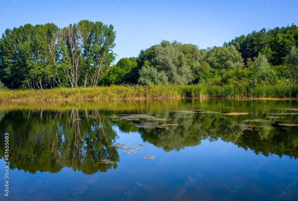 Pond on a sunny day