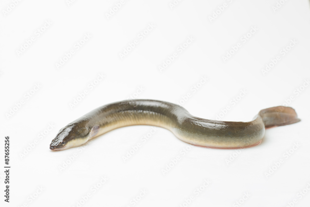 新鮮なウナギ 新鮮なウナギ