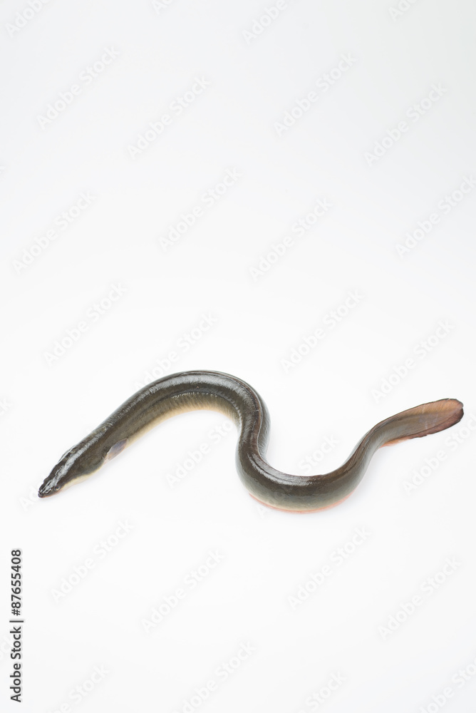 新鮮なウナギ 新鮮なウナギ