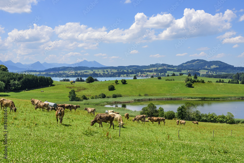 ländliches Alpenvorland nahe Füssen ländliches Alpenvorland nahe Füssen