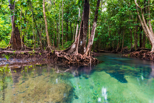 Mangrove trees with the turquoise green water stream © themorningglory