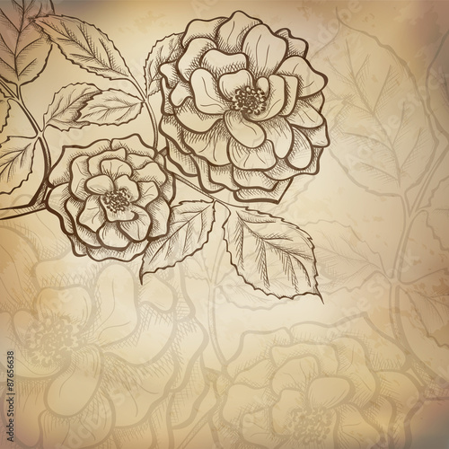 Sketch  rose background