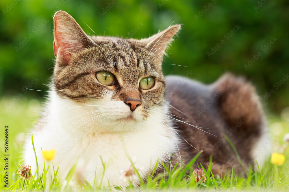 Freundliche Katze im Gras