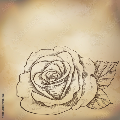 Sketch  rose background