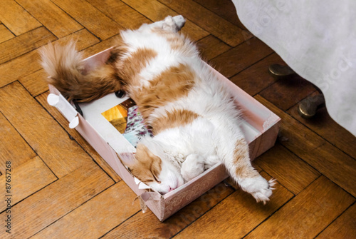 Fototapeta Cat sleeping in box