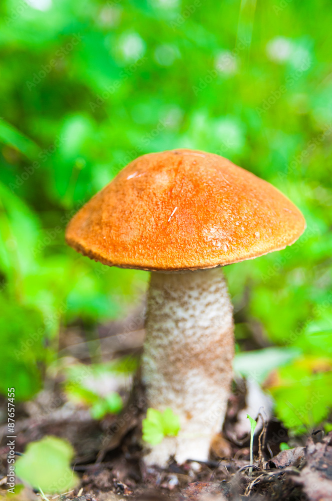 Orange-cap boletus in the forest Orange-cap boletus in the forest